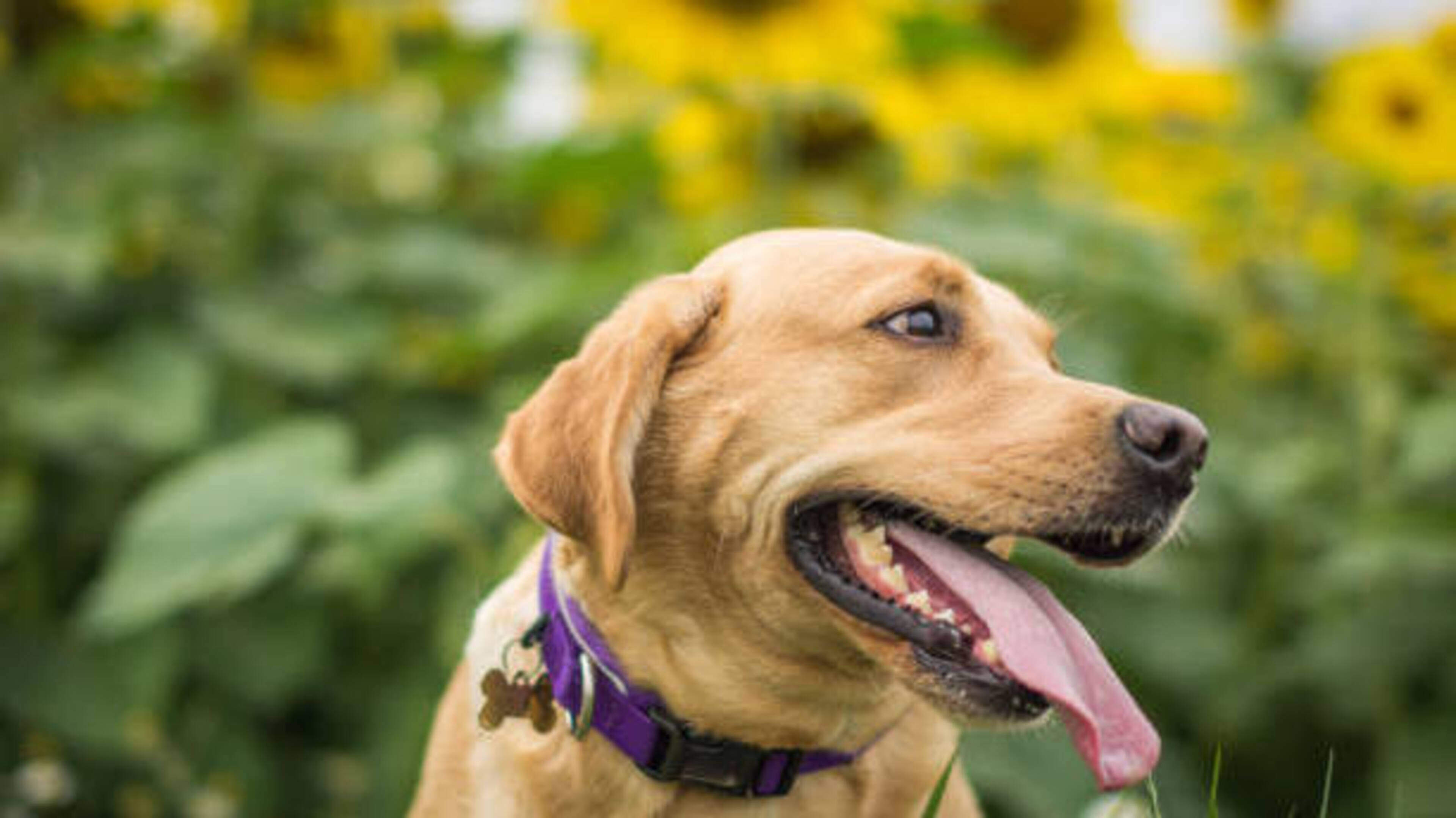 Dog-free walking route proposed in Sligo to support people with special needs